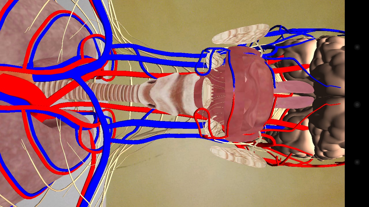 人体解剖智能版截图4