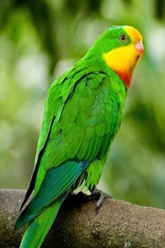 Superb Parrot HD Wallpaper截图6