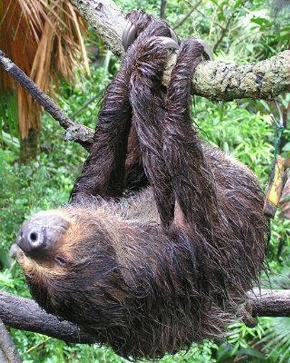 Happy Sloth Land截图7