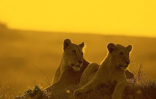 African Animals Wallpapers截图2