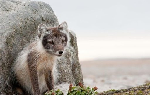 Arctic Fox Wallpapers HD截图2