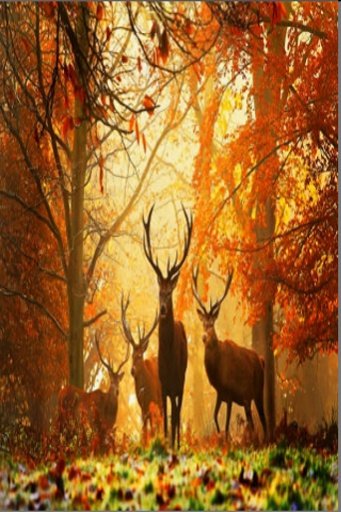 Deer Puzzle截图4