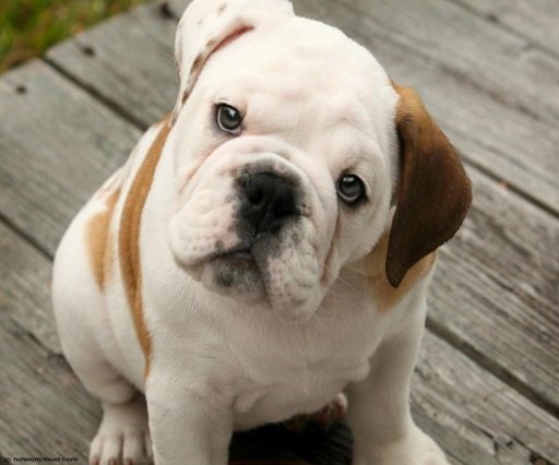 English Bulldog Live Wallpaper截图2