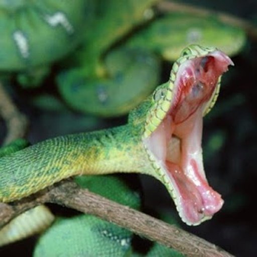 Snakes jigsaw puzzles截图1