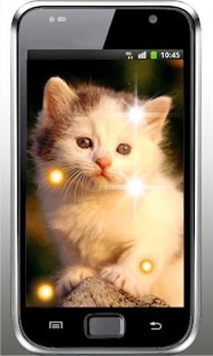 Plush Kitty HD Live Wallpaper截图1