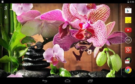 Pink Orchid Live Wallpaper截图1