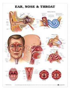 Human Anatomy and Physiology截图