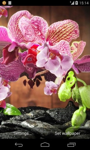 Pink Orchid Live Wallpaper截图3