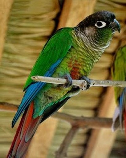 Conure Parrot截图6