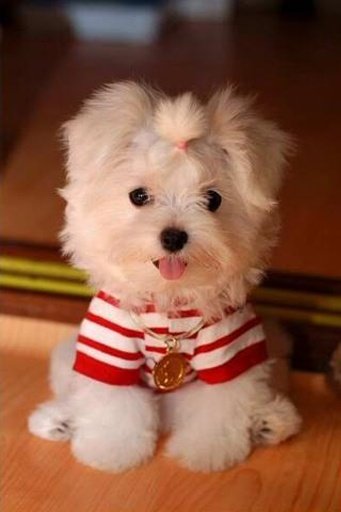 Cute Dog Wallpapers截图2