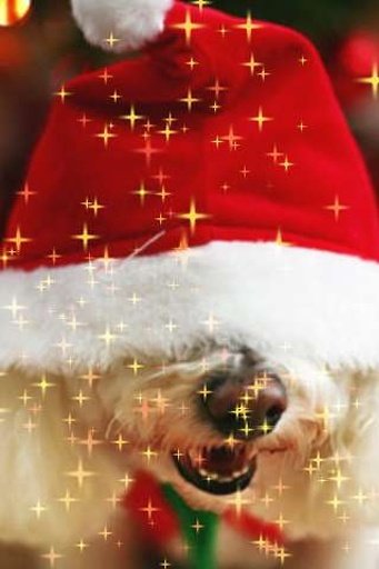 Christmas Dog Live Wallpaper截图2