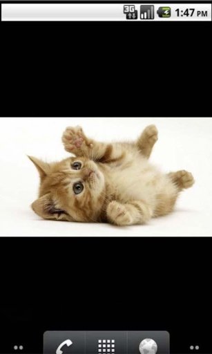 Topic Kittens Live Wallpaper截图1