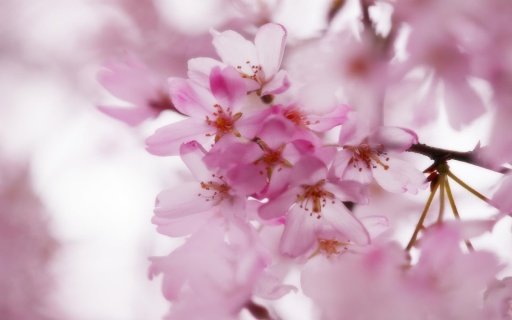 Sakura Super Wallpapers截图5