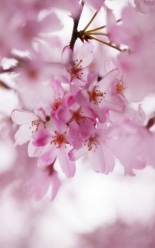 Sakura Super Wallpapers截图