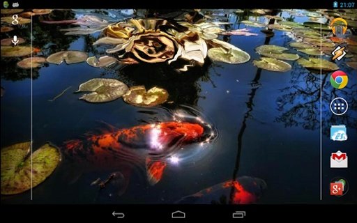 Koi Fish in the Pond截图8