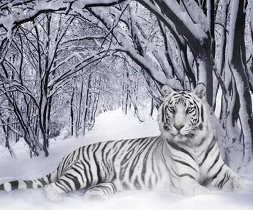 3D Tiger Live Wallpaper截图2