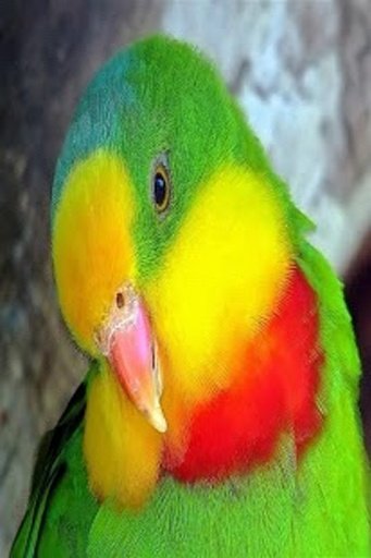 Superb Parrot HD Wallpaper截图5