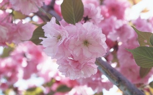 Sakura Super Wallpapers截图11