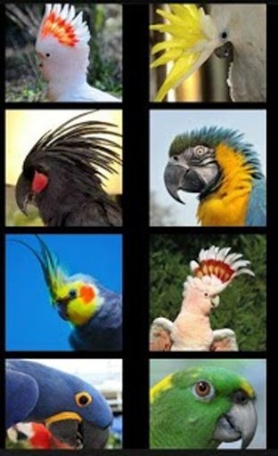 funny talking parrots截图6