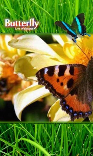 Butterfly Photo Live Wallpaper截图4