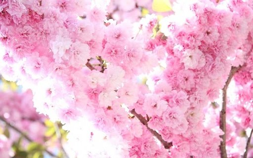 Sakura Super Wallpapers截图10