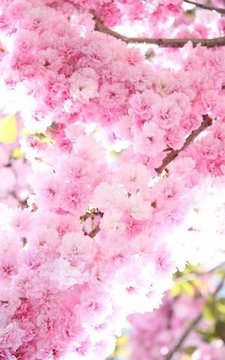 Sakura Super Wallpapers截图