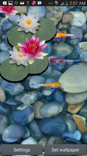 3D Koi Fish Pond Live Wallpaper截图3