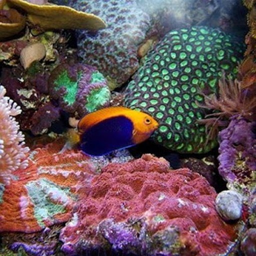 Sea Life Water Touch截图8