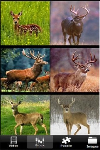 Deer Hunting Run截图1