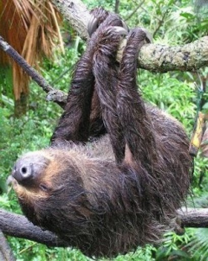 Happy Sloth Land截图10