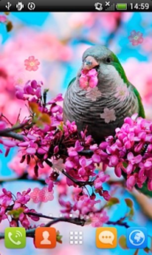 Spring Flowering Live Wallpaper Free截图5