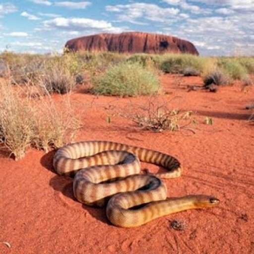 Snakes jigsaw puzzles截图3