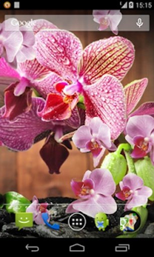 Pink Orchid Live Wallpaper截图7