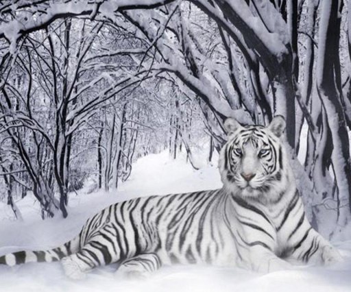 3D Tiger Live Wallpaper截图3