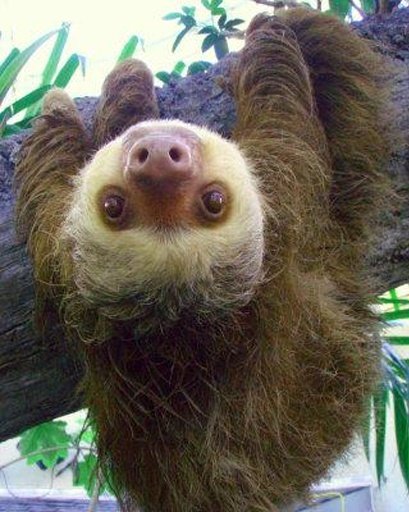 Happy Sloth Land截图5