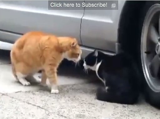 Cats Attack截图2