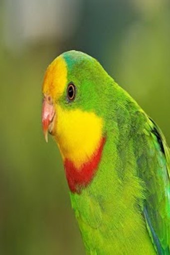 Superb Parrot HD Wallpaper截图1