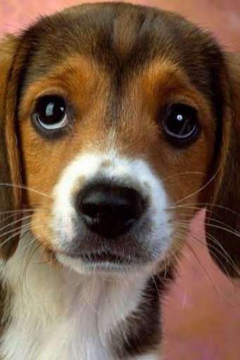 Cute Dog Wallpapers截图1