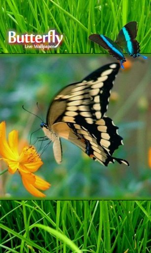 Butterfly Hunt截图4