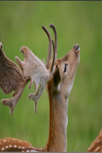 Deer Puzzle截图3