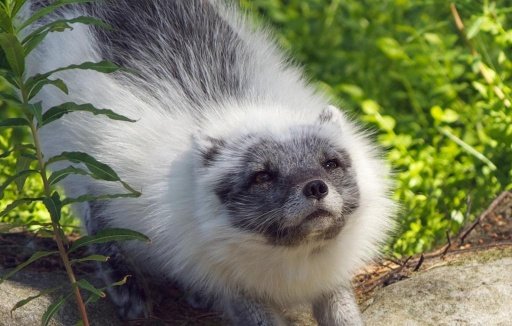 Arctic Fox Wallpapers HD截图6