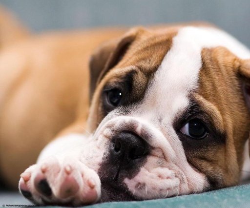 English Bulldog Live Wallpaper截图4