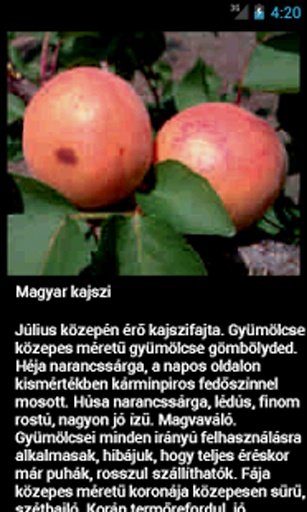 Magyar Gy&uuml;m&ouml;lcs mem&oacute;ria截图4