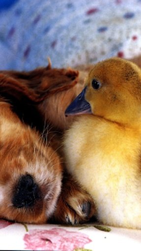 Baby Animals HD Wallpapers截图3