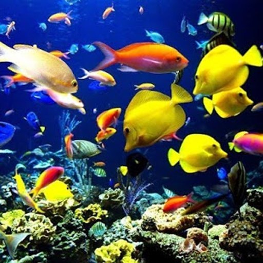 Sea Life Water Touch截图9