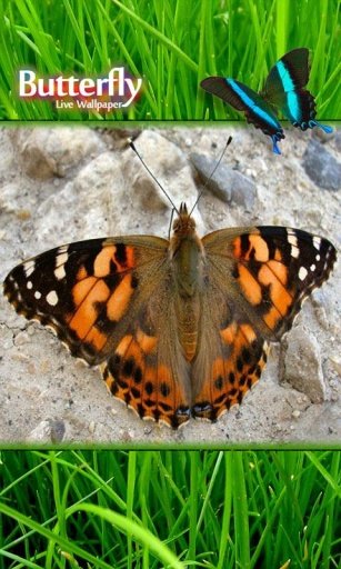 Butterfly Photo Live Wallpaper截图3