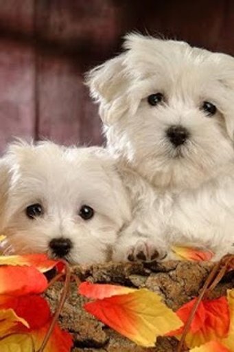 Cute Dog Wallpapers截图7