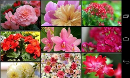 Beautiful Flowers Wallpapers截图3