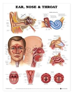 Human Anatomy and Physiology截图