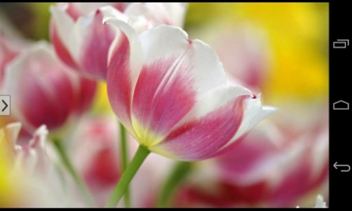 Beautiful Flowers Wallpapers截图2